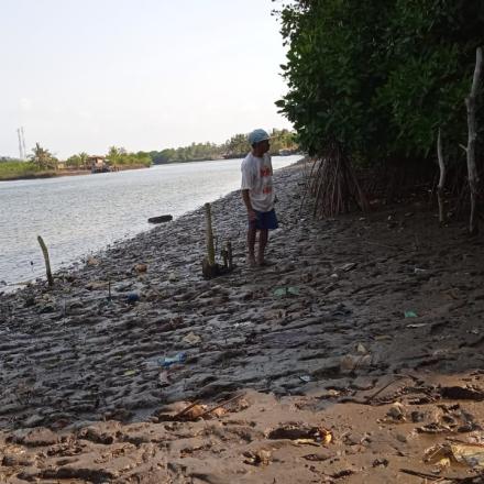 Album : MENGURANGI ABRASI DENGAN PENANAMAN MANGROVE
